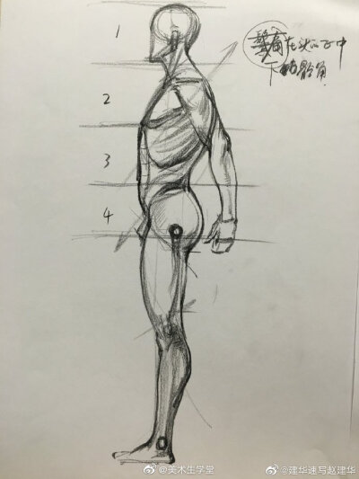 人体.结构速写.