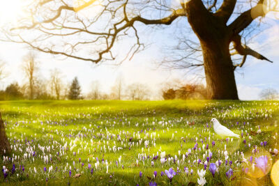 春天万物复苏,精美图片,在空中飞舞的蝴蝶,小鸟,蜻蜓,美丽的大自然
