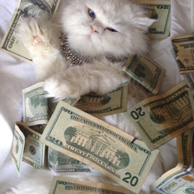 ins:cashcats