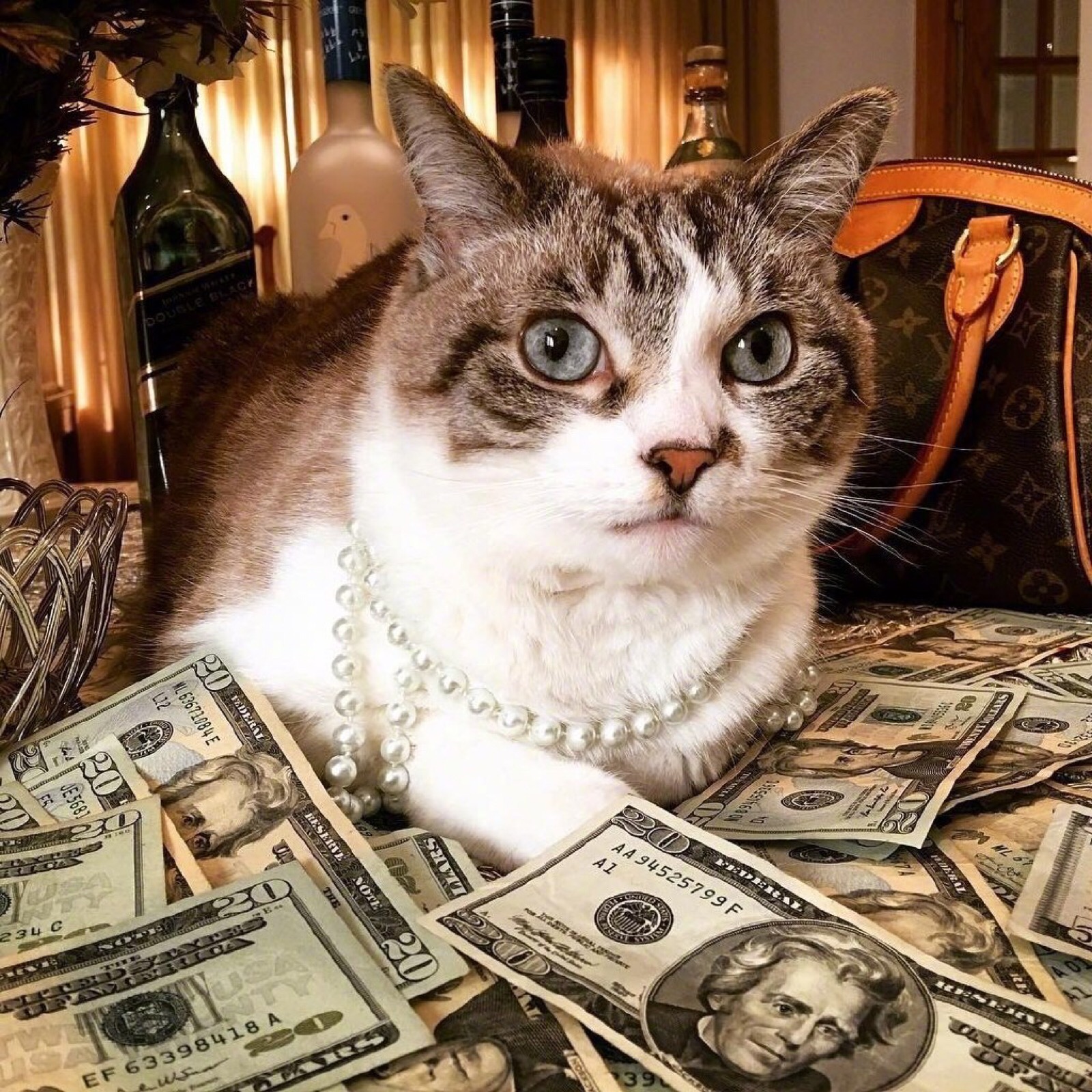 ins:cashcats