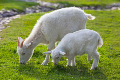 公绵羊多有螺旋状大角具有威慑性,母绵羊无角或角细小.
