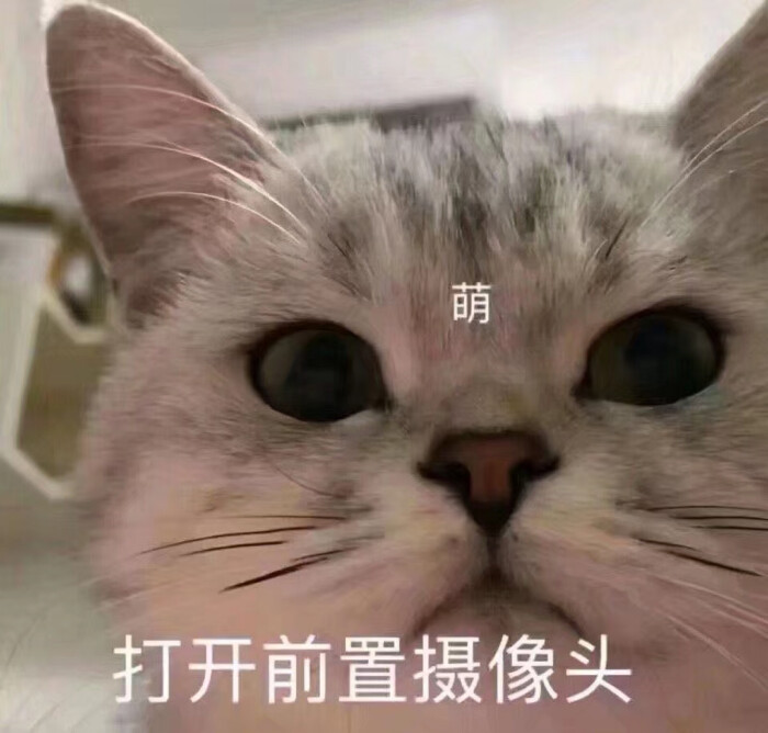 猫猫头