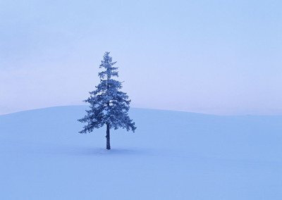 雪地里的一棵树,凸显出我的孤独