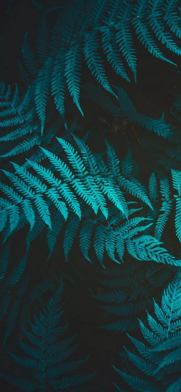 绿色植物壁纸高清长图