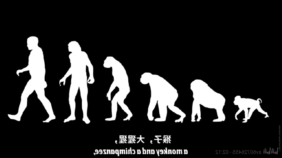 猿→人演化对比走路