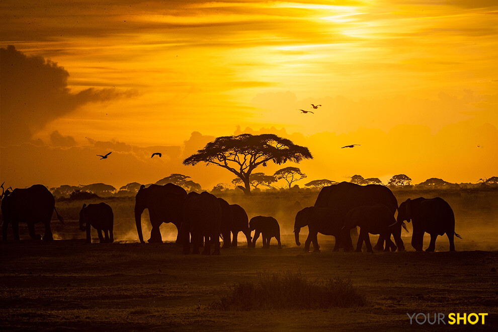 日落时分日落时分的肯尼亚安博塞利国家公园,这里数十年来都是研究