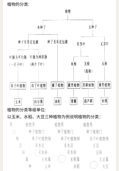 南洋杉种子 堆糖 美图壁纸兴趣社区