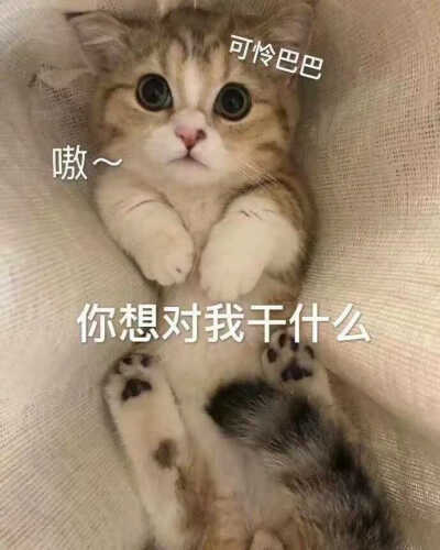 猫咪.喵呜.喵星人