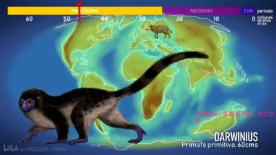 原猴亚目:兔猴:达尔文猴