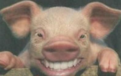 猪的搞笑图片