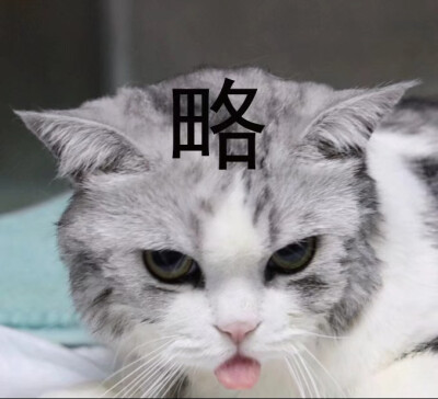 动物表情包自存图 猫咪萌宠可爱