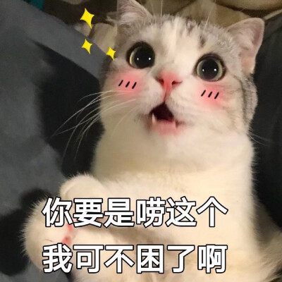 动物表情包自存图 猫咪萌宠可爱