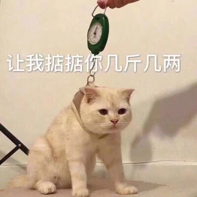 猫狗表情包