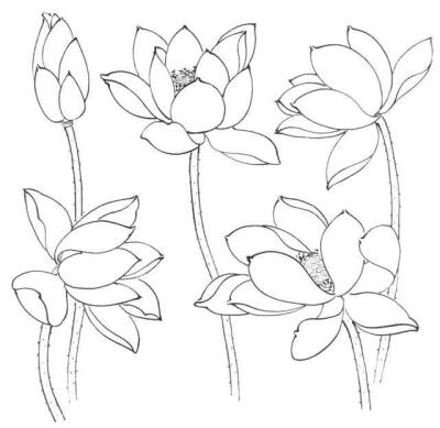 白描;荷花画法