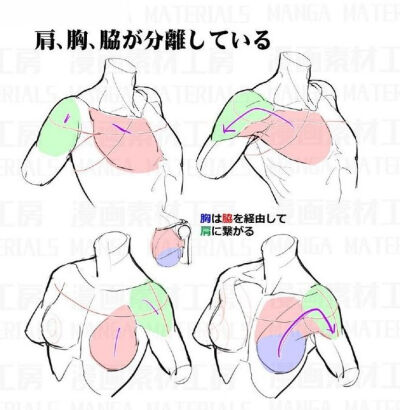 绘画教程# 肩部胸部画法 教程来自:漫.