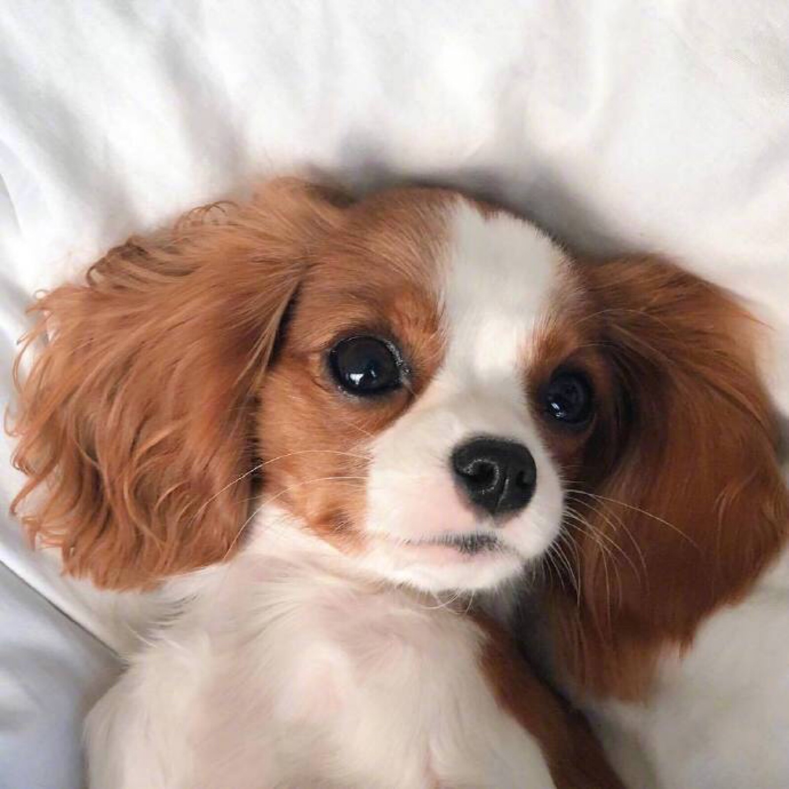 小可爱