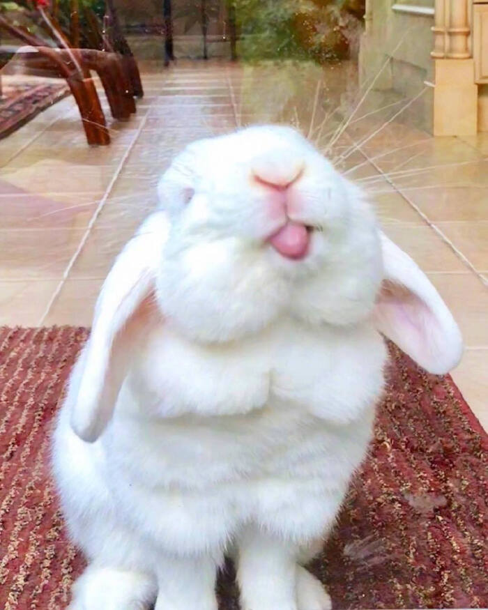 小兔兔 