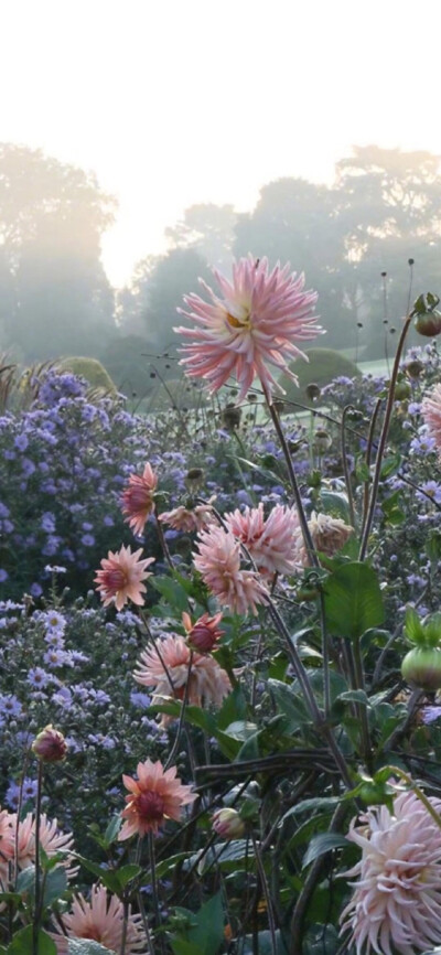 美丽的花朵