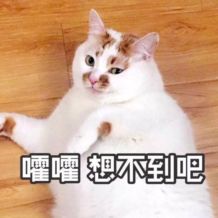 可爱动物表情包