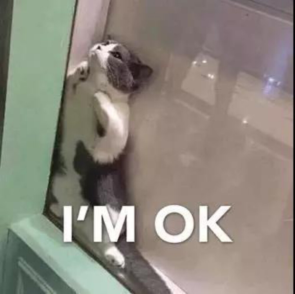 [表情包] 猫咪 i"m ok