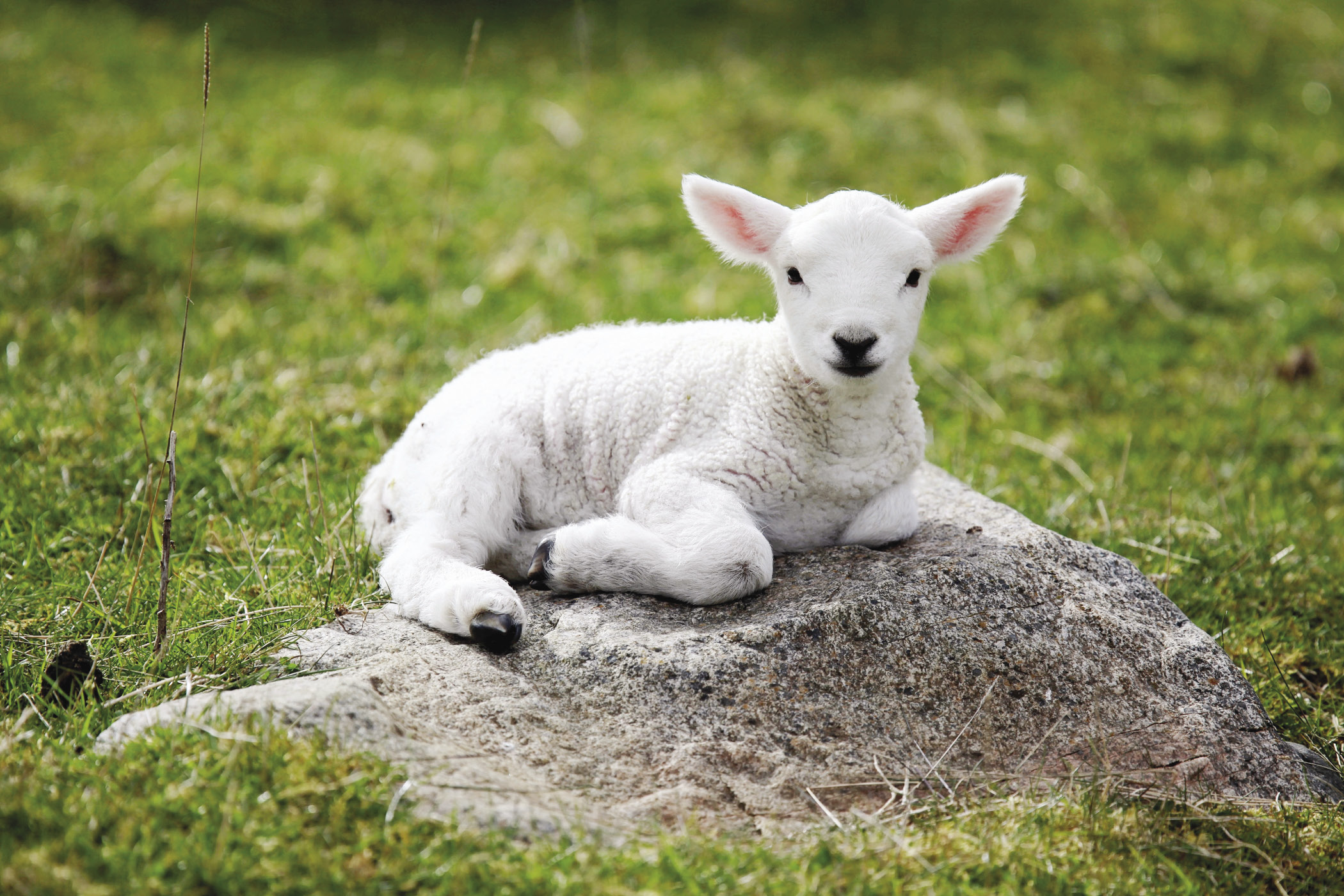 sheep - 堆糖,美图壁纸兴趣社区