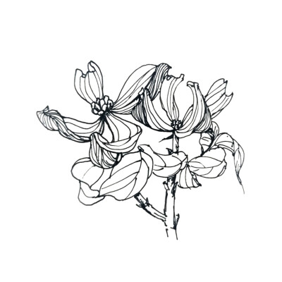 黑白线稿 速写手绘植物 白描花卉练习【支】