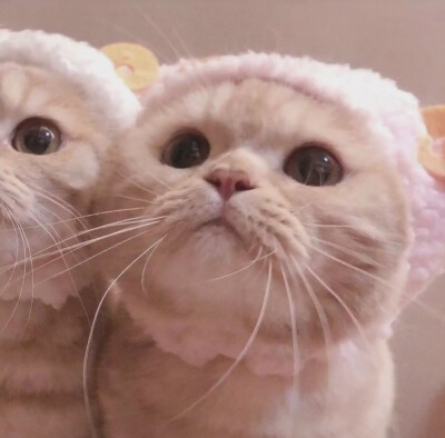 猫咪情头