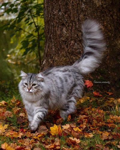 西伯利亚森林猫 siberian forest cat reinhardt ins @siberian