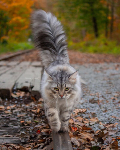 西伯利亚森林猫 siberian forest cat reinhardt ins @siberian