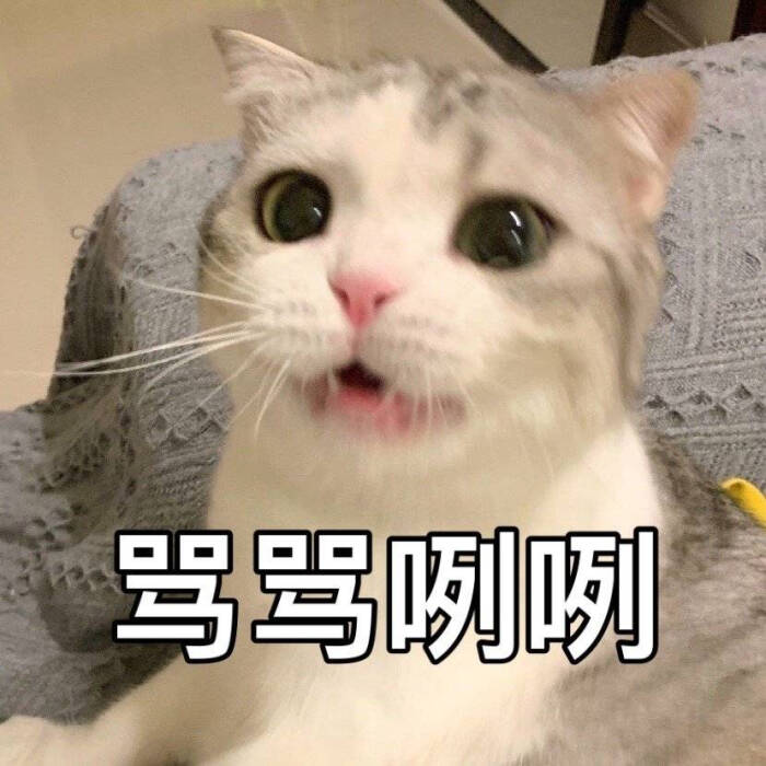 猫咪表情包