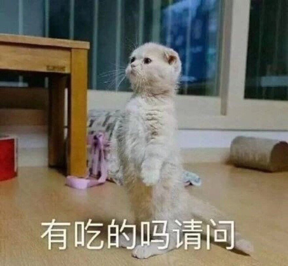 猫咪表情包