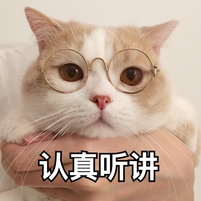 超可爱的猫咪表情包