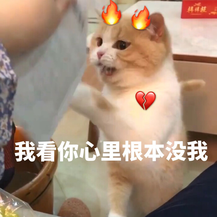 猫咪表情包