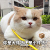 猫咪表情