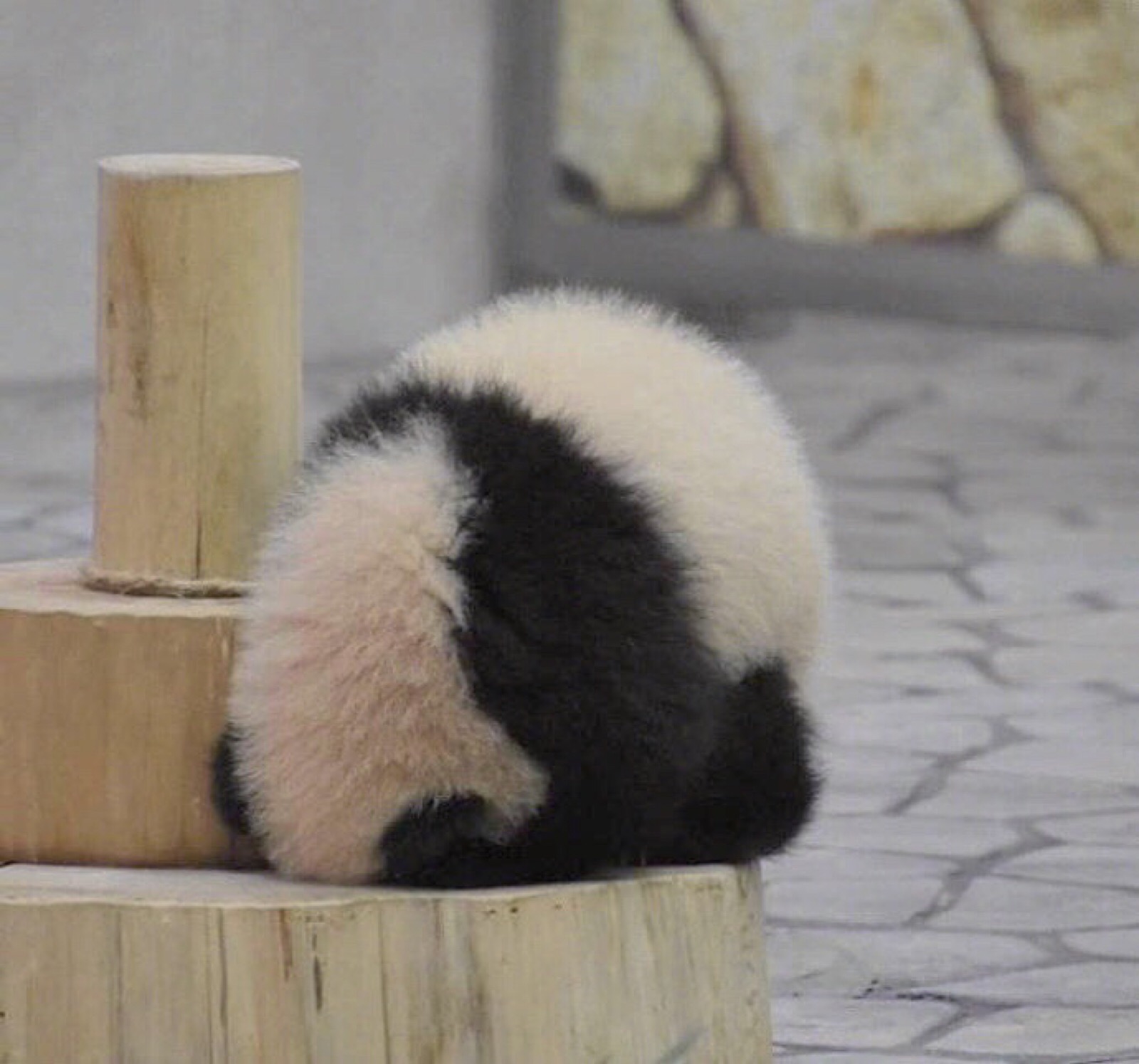可爱的小熊猫高清动物壁纸-壁纸图片大全