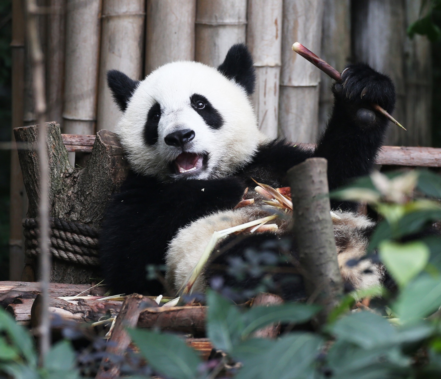 panda 熊猫