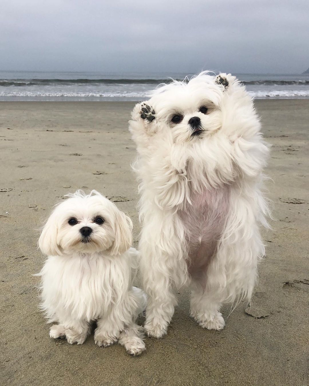 马尔济斯小可爱们