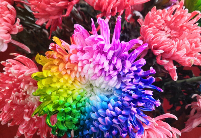 五彩菊花