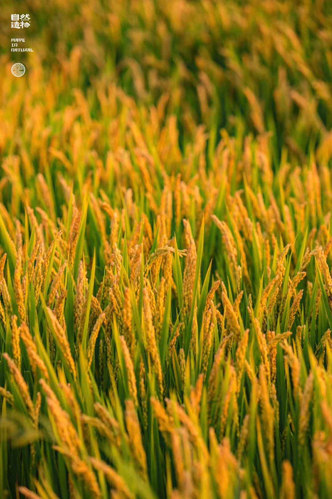秋天的稻田就是沉甸甸的收获，原创摄影|稻田|摄影|原创_新浪新闻