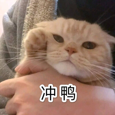 情侣猫猫表情包