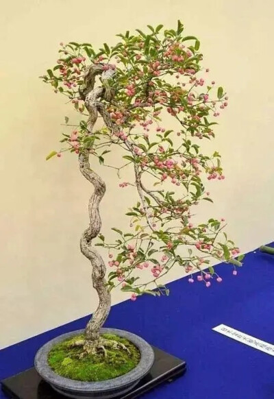 日本真弓盆栽