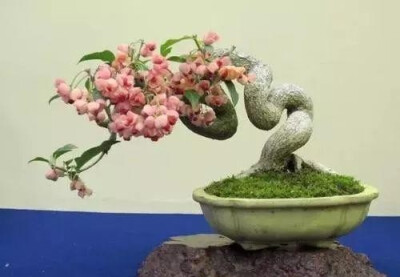 日本真弓盆栽