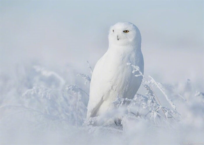 纯白的雪鸮 bubo scandiaca 摄影师johnny salomonsson(丹麦)