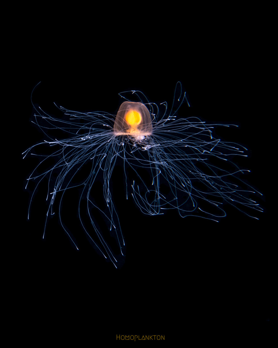 灯塔水母 immortal jellyfish turritopsis spp 它的英文直译其实是