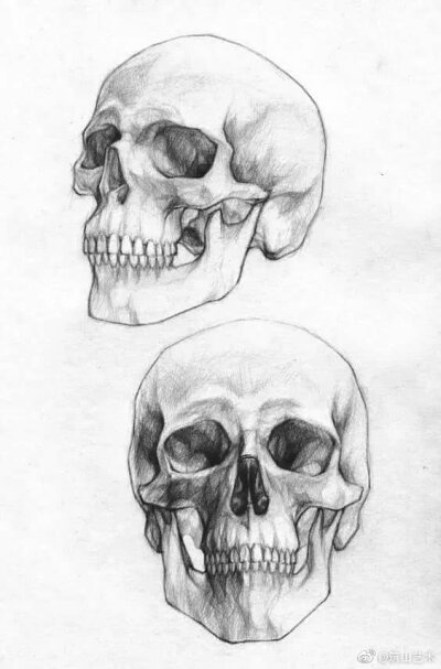 头骨结构素描
