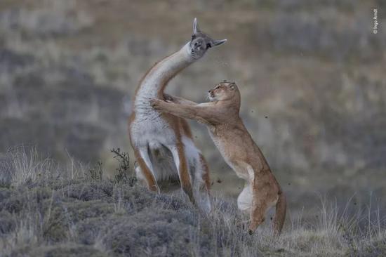 2019bbc英国国际野生动物摄影师大赛(the wildlife photographer of