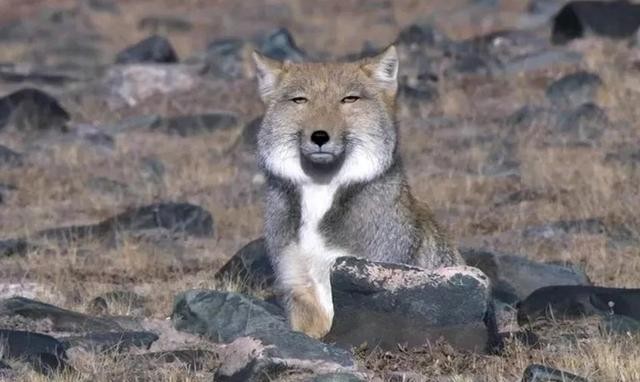 藏狐,估计很多人知道它是从网上流传的表情包开始,它那自带喜感的"国