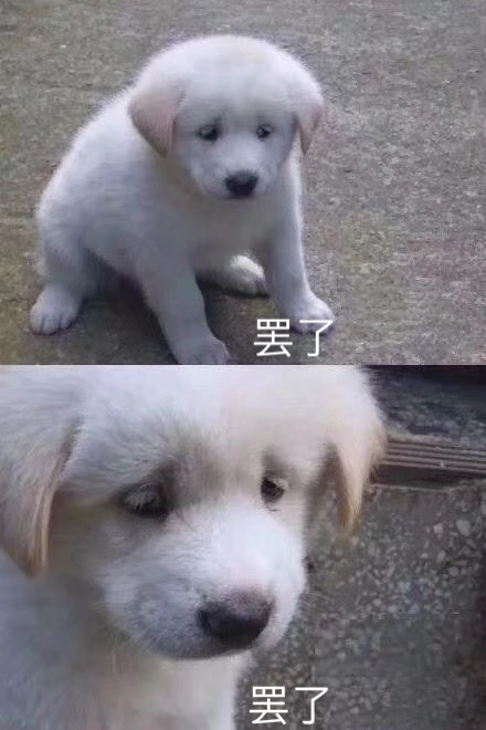 今日份沙雕表情包请签收 - 堆糖,美图壁纸兴趣社区
