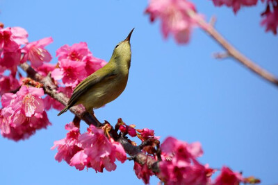 鸟花