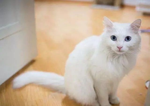 俄罗斯蓝猫 英国短毛猫 英短 波斯猫 异瞳猫